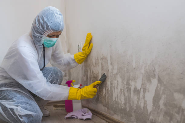 Best Commercial Mold Removal  in South Temple, PA