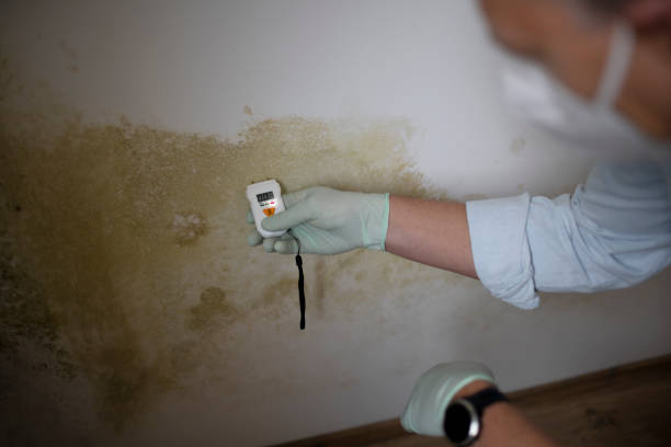 Best Emergency Mold Removal  in South Temple, PA