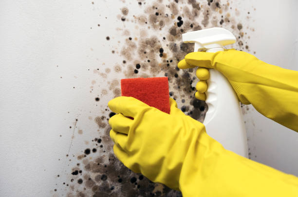 Office Mold Removal Services in South Temple, PA