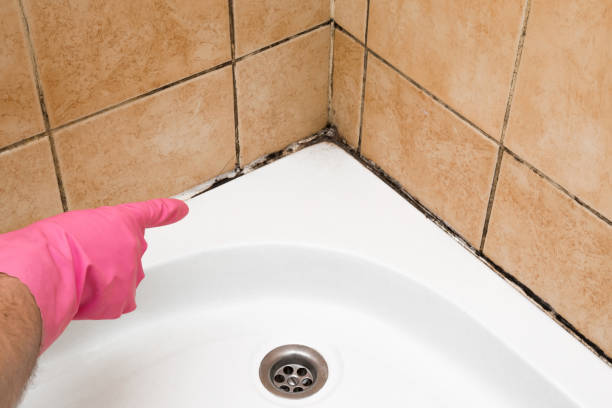 Best Home Mold Removal  in South Temple, PA